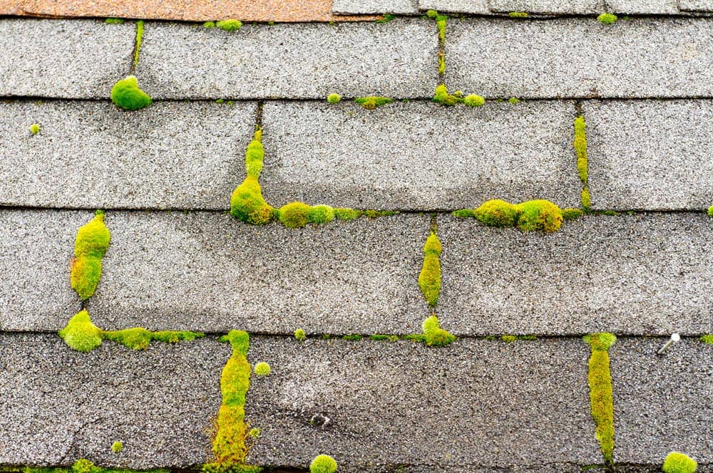 Moss Growth On Roof Banner Image