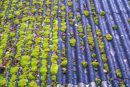 Moss & Algae Cleaning