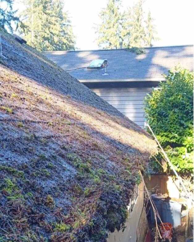 Gutter overgrown with moss and debris